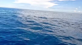 Friendly pod of melon-headed whales play with tourists