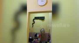 Massive python found curled up on family's kitchen window in Indonesia