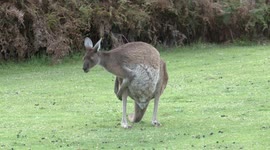 Huge male Grey Kangaroo scratching to rid itself of pesky ticks
