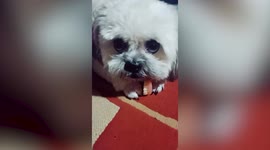 Naughty Shih Tzu puppy steals owner's dentures