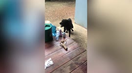 Frantic pet dog barks at own reflection in mirror
