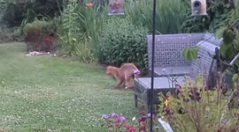 Young Fox cub enjoys some play time with a poo bag, Sussex, UK.