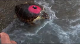 Joy as injured turtle rescued in 2021 is released back into the sea in Turkey