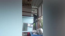 Wild monitor lizard rummages through a family's kitchen for food