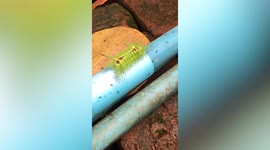 Colourful cup moth caterpillar crawls onto pipe in family's yard in Myanmar