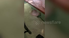 Pet stingray spits at owner to get his attention for food
