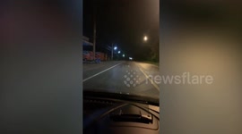 Kind driver helps turtle cross the road safely