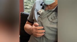 Clever pet parrot hides inside owner's shirt to avoid being scolded