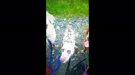 Wholesome video shows dog walker and her six happy pups during treat time!