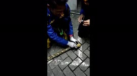 Three-metre python rescued from behind a security post in central Jakarta