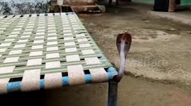 Cobra pulled from out of resident's bed in central India