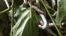educational tourist spot in Bogor, Indonesia, about silkworm cultivation to the production of silk threads and fabrics