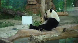 Zoo keepers help animals cool down during heatwave in southern China
