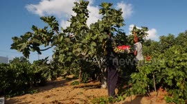 A Palestinian man collects Figs during harvest season in Gaza city.
