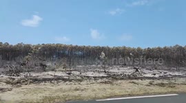 Blackened trees and scorched earth after wildfires in south-west France