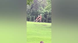 Kangaroos spotted fighting in Chinese wildlife park