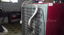 Indian family find furious cobra lurking behind their fridge