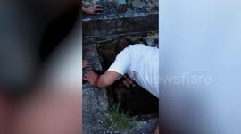 Pet dog rescued after falling down drain while playing