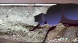 What Are Dung Beetles And Why Are Their Feeding Habits So Strange