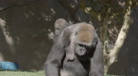 Why This Birthday Is Extra Special For This Baby Gorilla