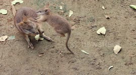 Welcome to World To This Adorable Parma Wallaby Joey!