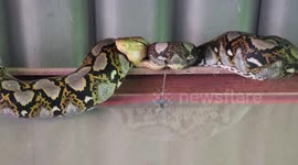 Greedy python stalks chicken coop after eating two fighting cocks