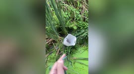 Pet owner saves cat using basket after moggie fell on flooded ditch