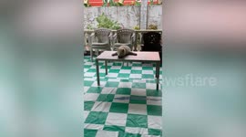 Tired pet Siberian Husky dog sprawls out in hilarious position on table