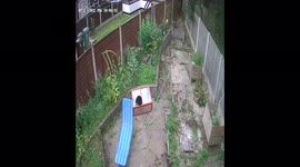 Cat falls through plastic greenhouse