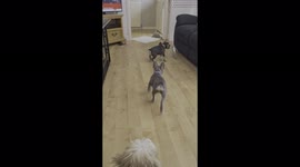 #frenchie_and_frankie