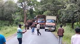 Mother elephant and calf hold up traffic to steal sugarcane from truck in India