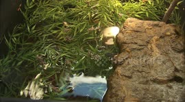 Why Saving the Pacific Pond Turtle Is So Vital