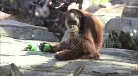 Keeping Animals Happy Is Key and Enrichment Is The Way Zookeepers Are Doing It