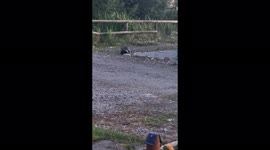I have a regular visitor every night. A badger. It eats the left over chicken food