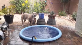 Thor the 95lb Pitbull cooling off in the 112 degree heat in Las Vegas