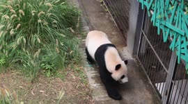 Cute Panda From Nanjing Hongshan Forest Zoo In China