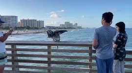 Dad captures moment pelican dives into ocean to capture, proceeds to embarrass kids