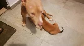 The pitbull take care of the little orphan baby dog