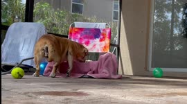 Paralyzed puggle manages to crawl her way onto lawn chair after leaving owner stunned
