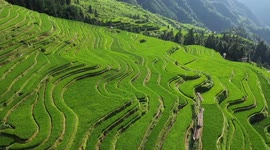 Drone captures stunning terraced rice fields in China