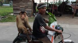 Monkey rides on motorcycle with owner along road in Indonesia