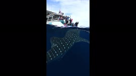 Amazing footage of whale shark right next to tourist boat