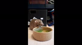 A rat named Bongo is very cute eating peas - his favorite food.