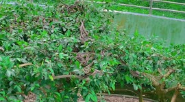 Hundreds of snakes living in a tree in Vietnam