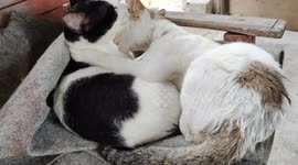 Cats Kissing and Hugging Each Others on Long Chair and Ignoring The Situation