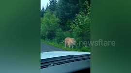 Villagers encounter wild Siberian tiger on road in northern China
