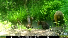 Black bear family showing offspring from different sires