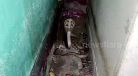 Daredevil catches and traps poisonous snake in plastic box