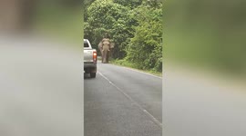 Passing wild elephant holds up frightened tourists' cars on road in Thailand