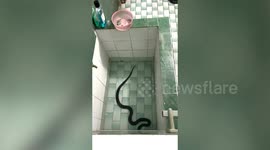 Terrified resident finds cobra swimming in bathroom water tank in Thailand